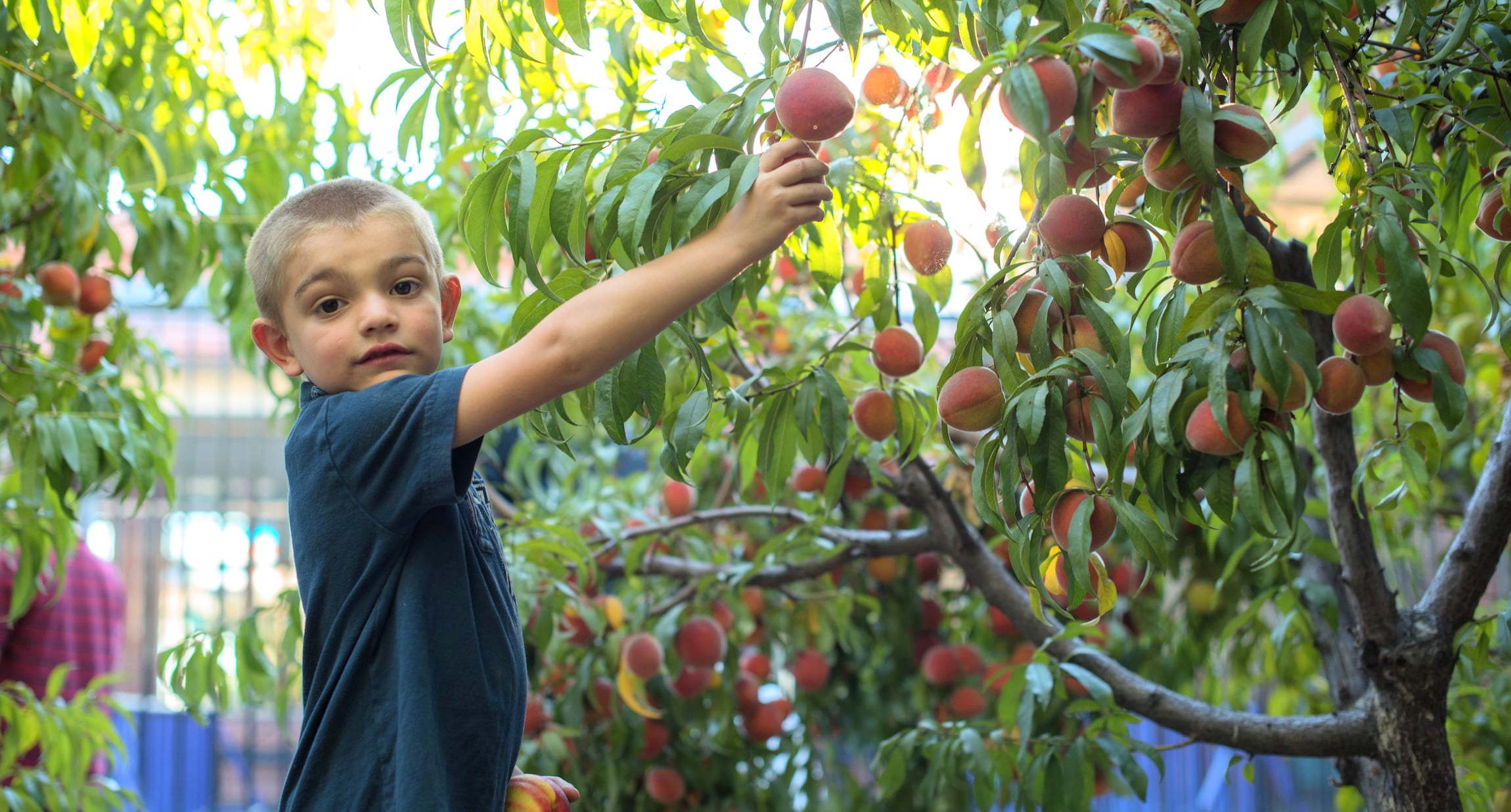 Common VIsion School Orchard Peach Pick